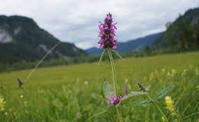 bétoine officinale